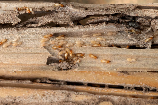 Best Exterminator Services  in Payson, IL