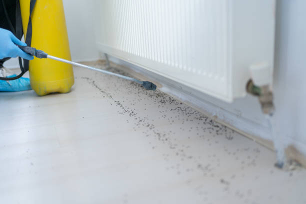 Best Wasp Removal Services  in Payson, IL